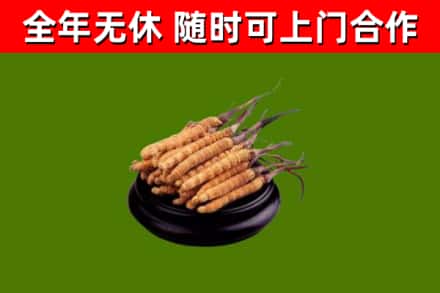 丹寨县回收冬虫夏草